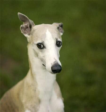 惠比特好养吗?惠比特犬幼犬要怎么饲养?