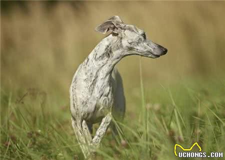 惠比特好养吗?惠比特犬幼犬要怎么饲养?