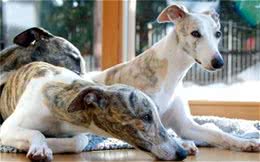 惠比特好养吗?惠比特犬幼犬要怎么饲养?