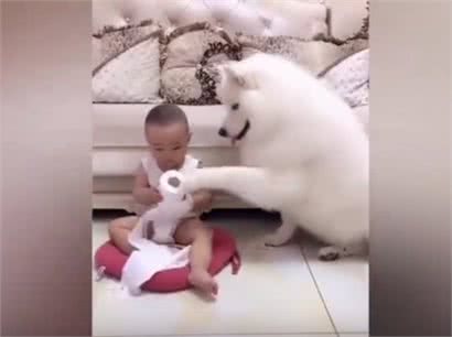 别人家的狗|会照看孩子的萨摩耶，超有爱~