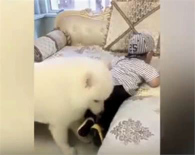 别人家的狗|会照看孩子的萨摩耶，超有爱~