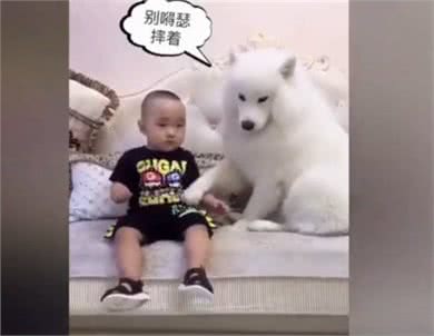 别人家的狗|会照看孩子的萨摩耶，超有爱~