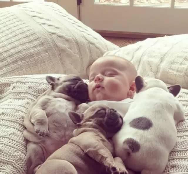 别人家的狗|会照看孩子的萨摩耶，超有爱~