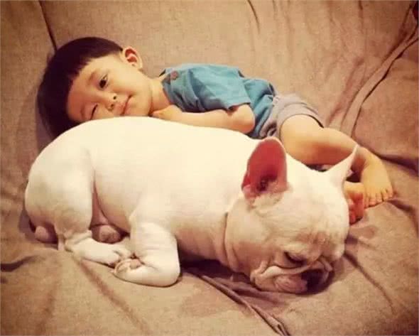 别人家的狗|会照看孩子的萨摩耶，超有爱~