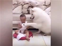 别人家的狗|会照看孩子的萨摩耶，超有爱~