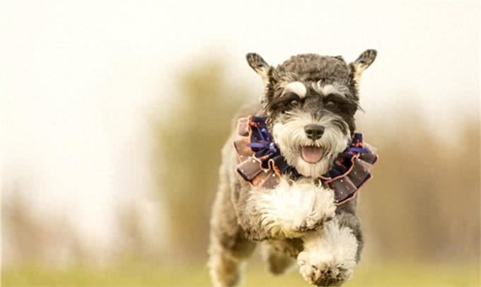 颜值大比拼:各品种狗狗的美丽排行，你家狗狗上榜了吗?