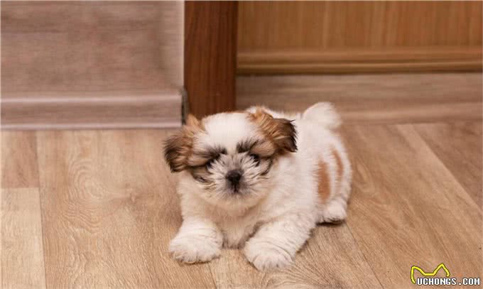 颜值大比拼:各品种狗狗的美丽排行，你家狗狗上榜了吗?