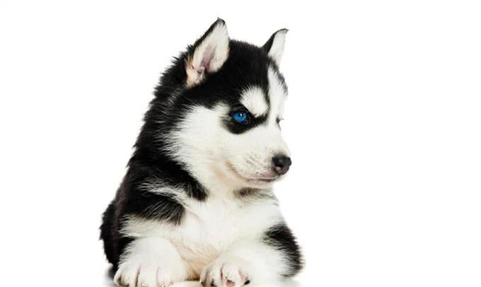 颜值大比拼:各品种狗狗的美丽排行，你家狗狗上榜了吗?