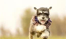 颜值大比拼:各品种狗狗的美丽排行，你家狗狗上榜了吗?