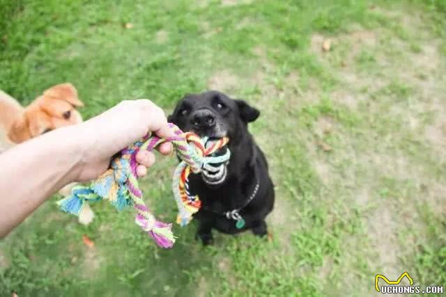 来问?下雨天不能外出遛狗的时候，如何在家和狗狗互动?