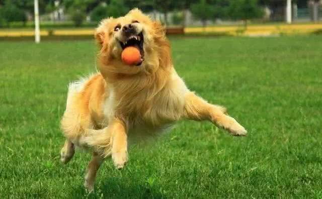 来问?下雨天不能外出遛狗的时候，如何在家和狗狗互动?