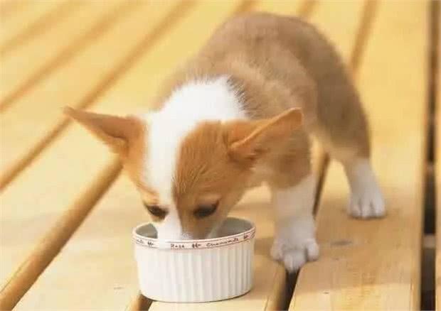 来问?下雨天不能外出遛狗的时候，如何在家和狗狗互动?