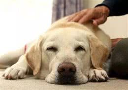 来问?下雨天不能外出遛狗的时候，如何在家和狗狗互动?