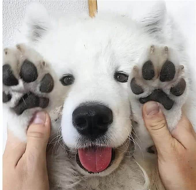 9招撸狗手法，让你掌握它健康的秘诀!