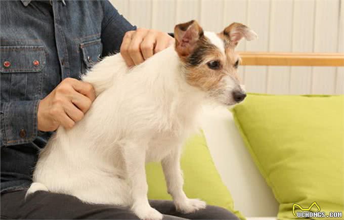 9招撸狗手法，让你掌握它健康的秘诀!