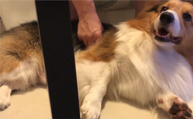 9招撸狗手法，让你掌握它健康的秘诀!