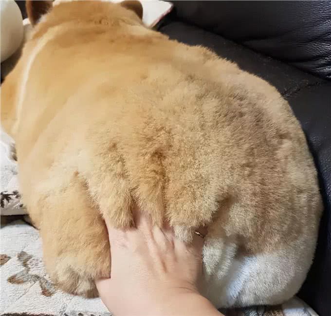 9招撸狗手法，让你掌握它健康的秘诀!