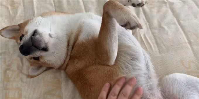 9招撸狗手法，让你掌握它健康的秘诀!