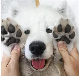 9招撸狗手法，让你掌握它健康的秘诀!