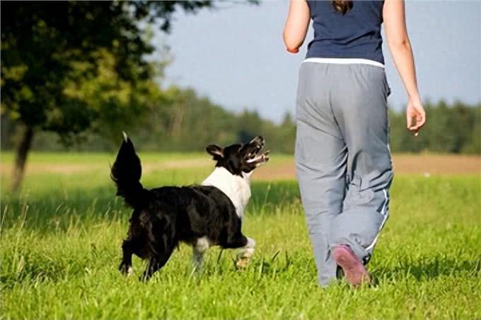 5种需要延长散步时间的犬种，让你的狗狗更健康!