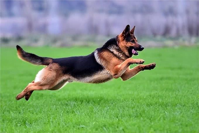 5种需要延长散步时间的犬种，让你的狗狗更健康!