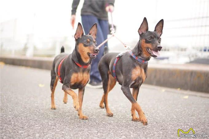 5种需要延长散步时间的犬种，让你的狗狗更健康!