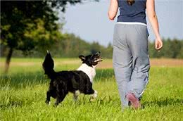 5种需要延长散步时间的犬种，让你的狗狗更健康!