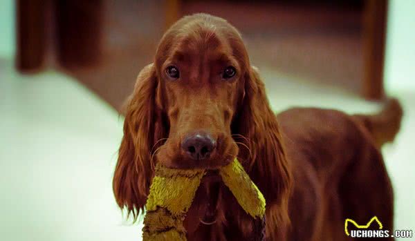 爱尔兰雪达犬，别名:戈登雪达犬、爱尔兰雪达、蹲猎犬、红塞特犬