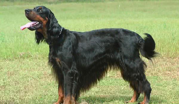 爱尔兰雪达犬，别名:戈登雪达犬、爱尔兰雪达、蹲猎犬、红塞特犬