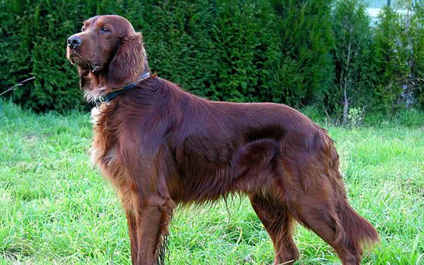 爱尔兰雪达犬，别名:戈登雪达犬、爱尔兰雪达、蹲猎犬、红塞特犬