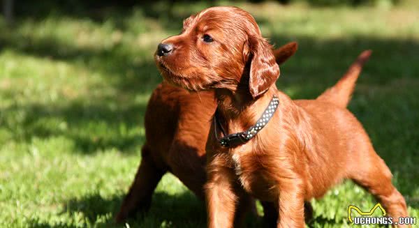 爱尔兰雪达犬，别名:戈登雪达犬、爱尔兰雪达、蹲猎犬、红塞特犬