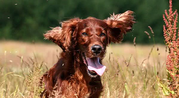 爱尔兰雪达犬，别名:戈登雪达犬、爱尔兰雪达、蹲猎犬、红塞特犬