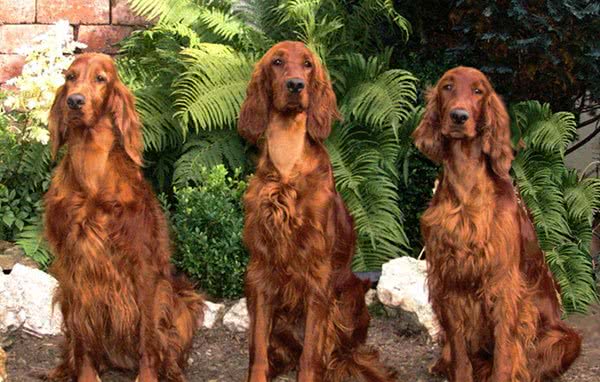 爱尔兰雪达犬，别名:戈登雪达犬、爱尔兰雪达、蹲猎犬、红塞特犬