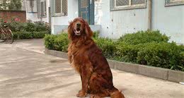 爱尔兰雪达犬，别名:戈登雪达犬、爱尔兰雪达、蹲猎犬、红塞特犬