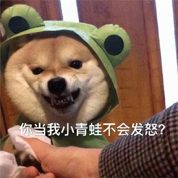 超准!你的性格，决定了养什么狗狗，深入内心的解析