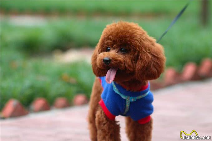 超准!你的性格，决定了养什么狗狗，深入内心的解析