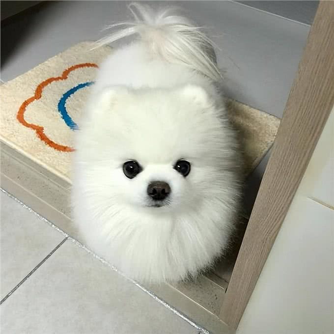 超准!你的性格，决定了养什么狗狗，深入内心的解析