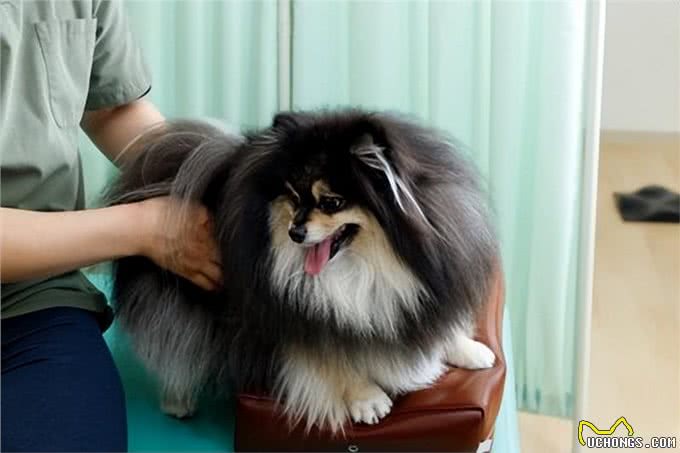 狗狗下半身出现异常的4种原因及应对方法