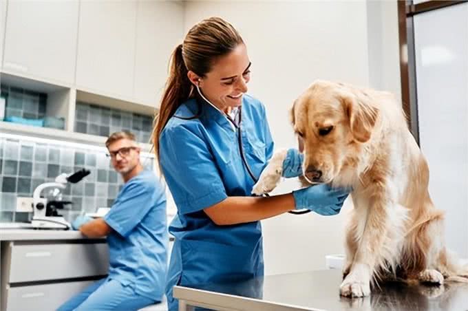 狗狗下半身出现异常的4种原因及应对方法