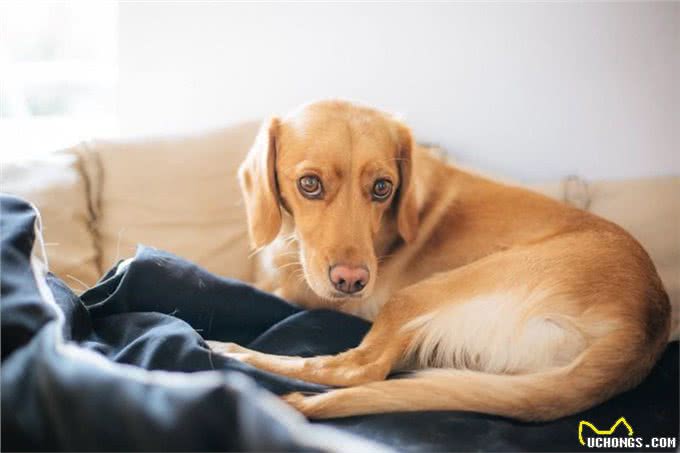 狗狗下半身出现异常的4种原因及应对方法