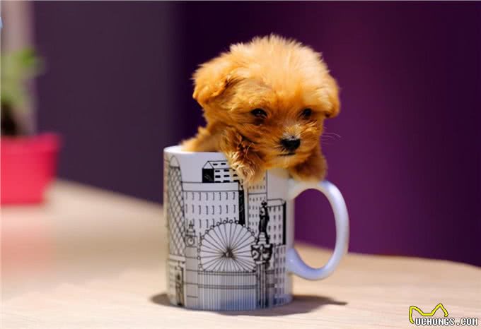 萌萌的茶杯犬是怎么来的?也许它就不该存在于世界上