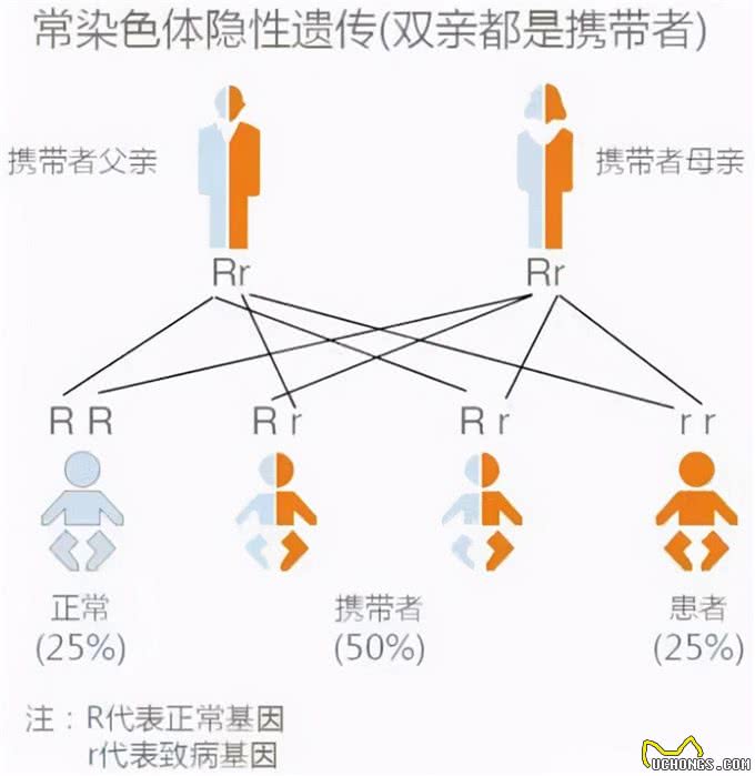 萌萌的茶杯犬是怎么来的?也许它就不该存在于世界上