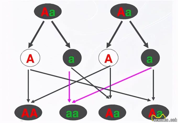 萌萌的茶杯犬是怎么来的?也许它就不该存在于世界上