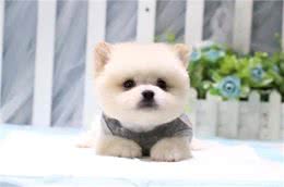 萌萌的茶杯犬是怎么来的?也许它就不该存在于世界上