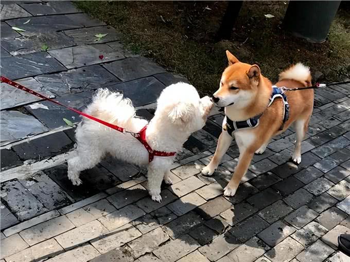 都说近亲不能繁殖，为什么狗狗之间还会回交?