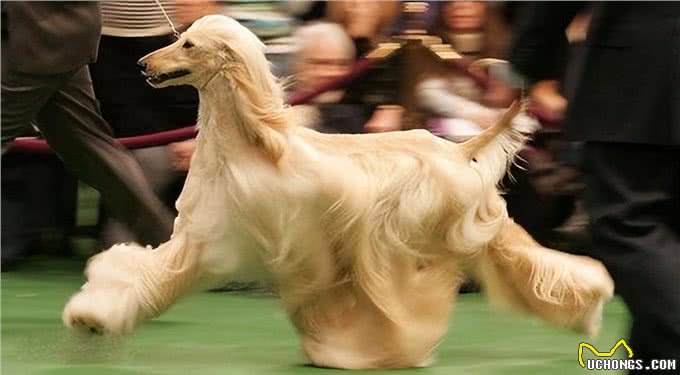 都说近亲不能繁殖，为什么狗狗之间还会回交?