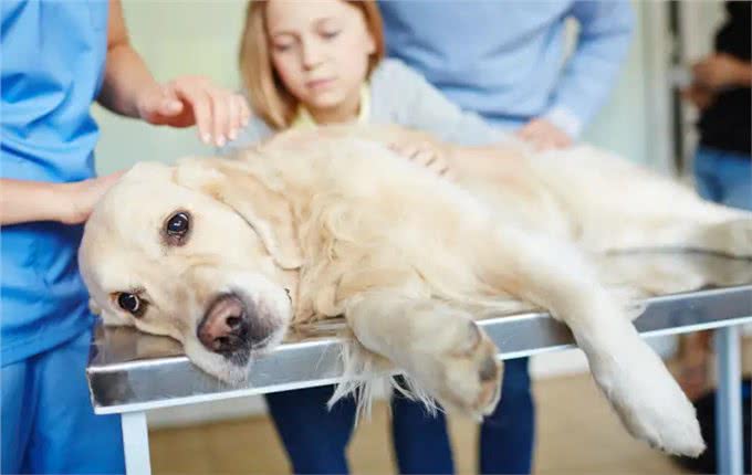 都说近亲不能繁殖，为什么狗狗之间还会回交?