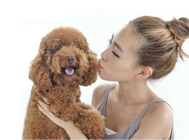 在泰迪犬眼中，这几件事就是在挑衅它，咬你很正常