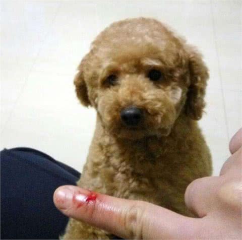 在泰迪犬眼中，这几件事就是在挑衅它，咬你很正常