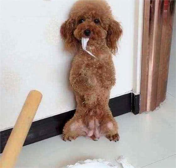 在泰迪犬眼中，这几件事就是在挑衅它，咬你很正常